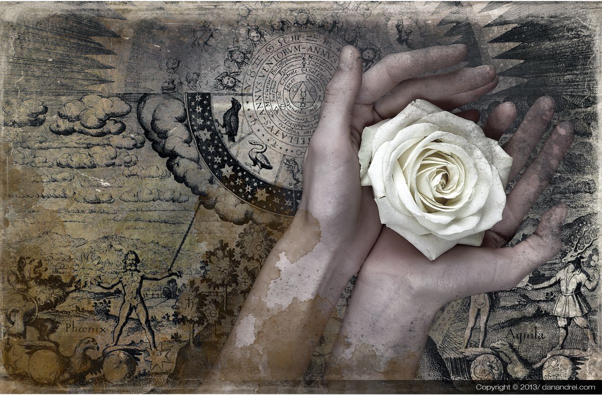 Two hands holding a white rose over an old engraving of clouds, stars and figures.